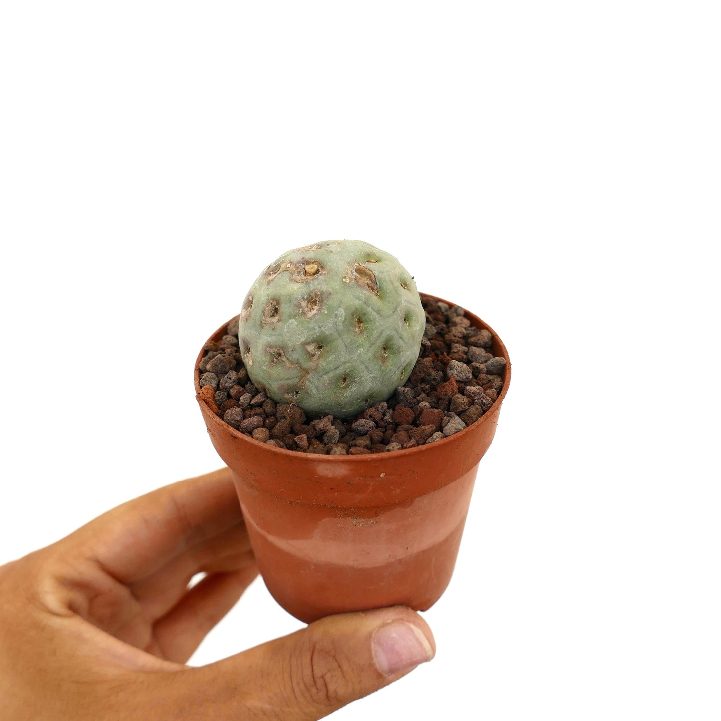 Tephrocactus geometricus piccolo cactus succulento rotondo con macchie marroni in vaso