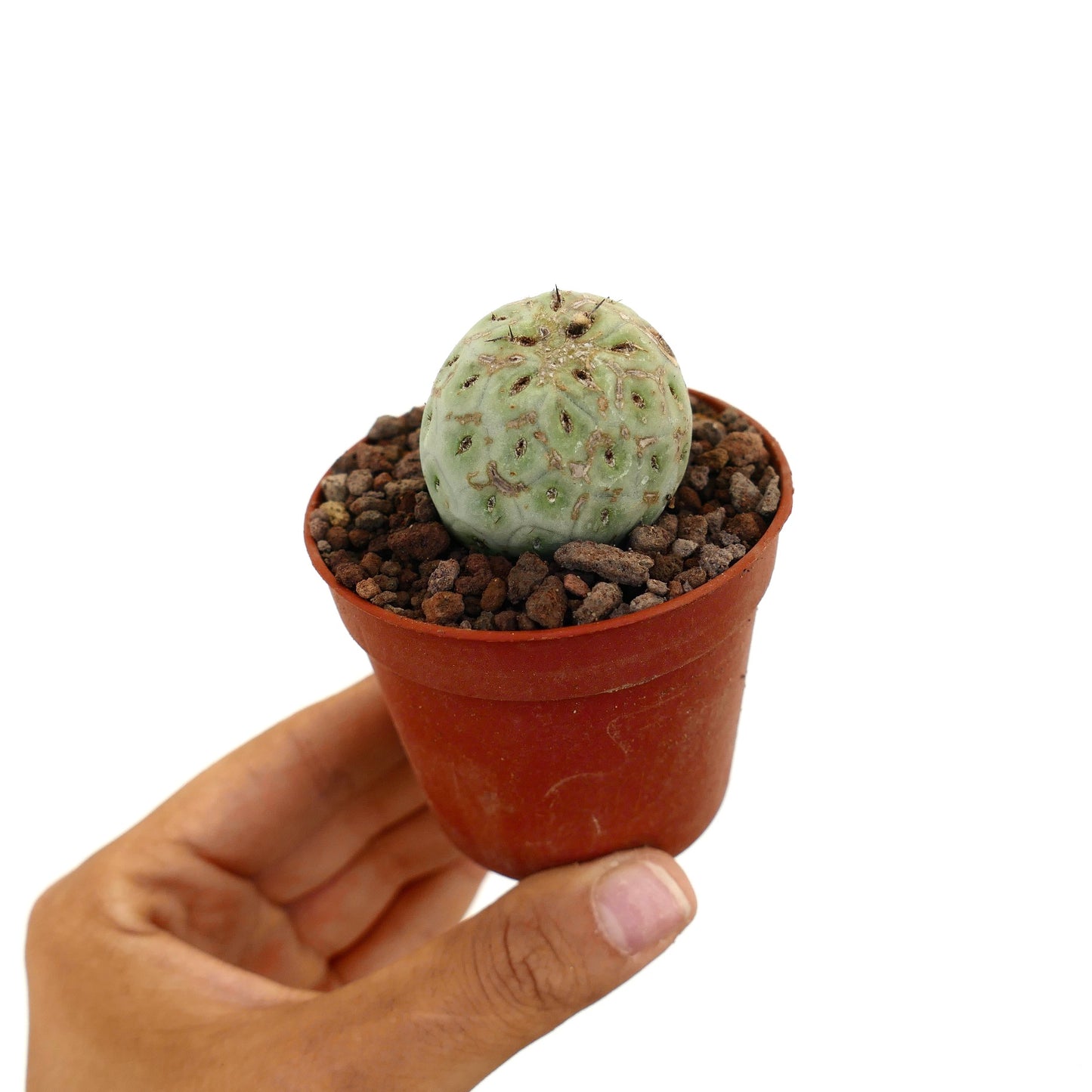 Tephrocactus geometricus liten rund sukkulent kaktus med blek grønn teksturert overflate og pigger