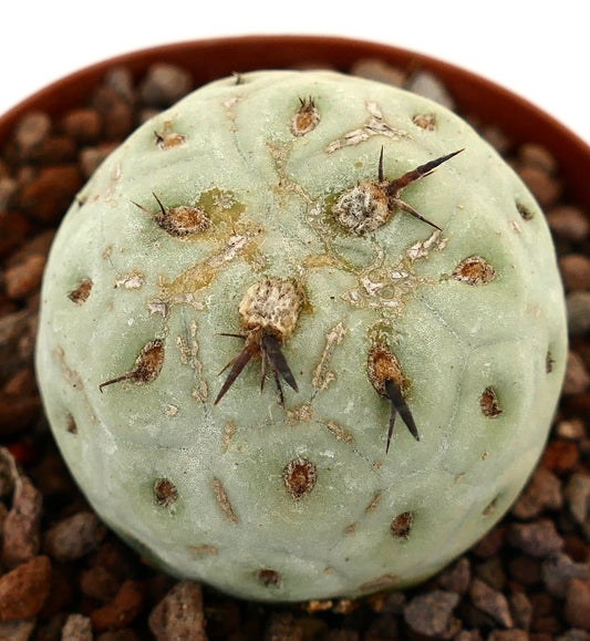 Tephrocactus geometricus sjelden sukkulent kaktus med rund form og svarte pigger