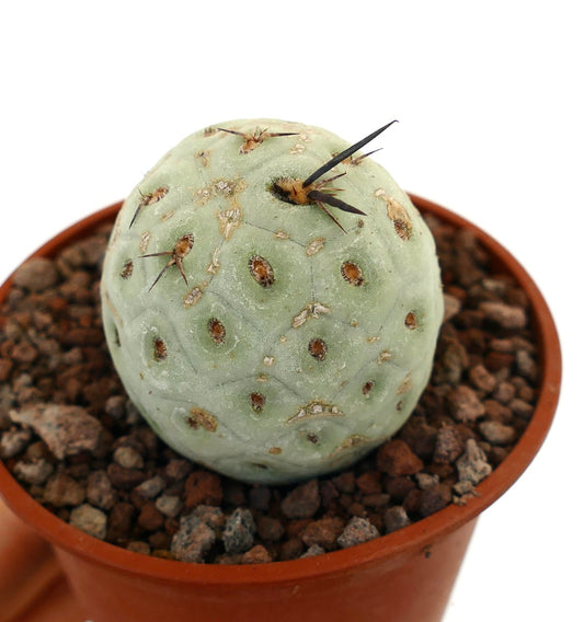 Tephrocactus geometricus sjelden sukkulent kaktus med blek grønn, avrundet stilk og svarte pigger