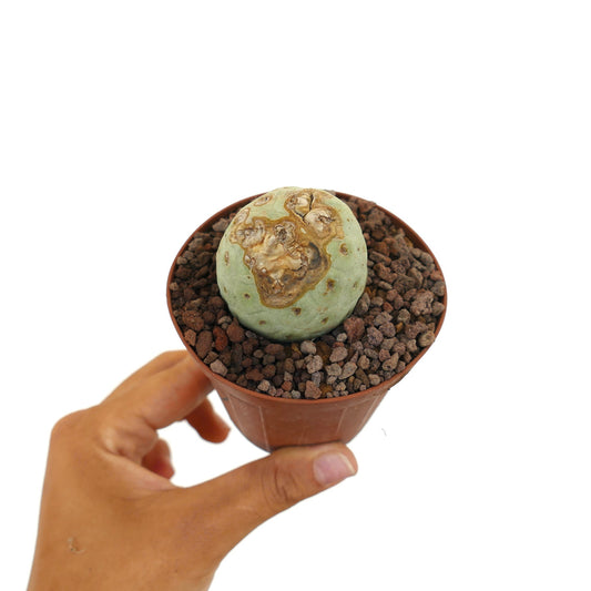 Tephrocactus geometricus liten rund sukkulent kaktus med teksturerte brune merker