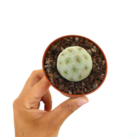 Tephrocactus geometricus small round succulent cactus with pale green segmented body in pot