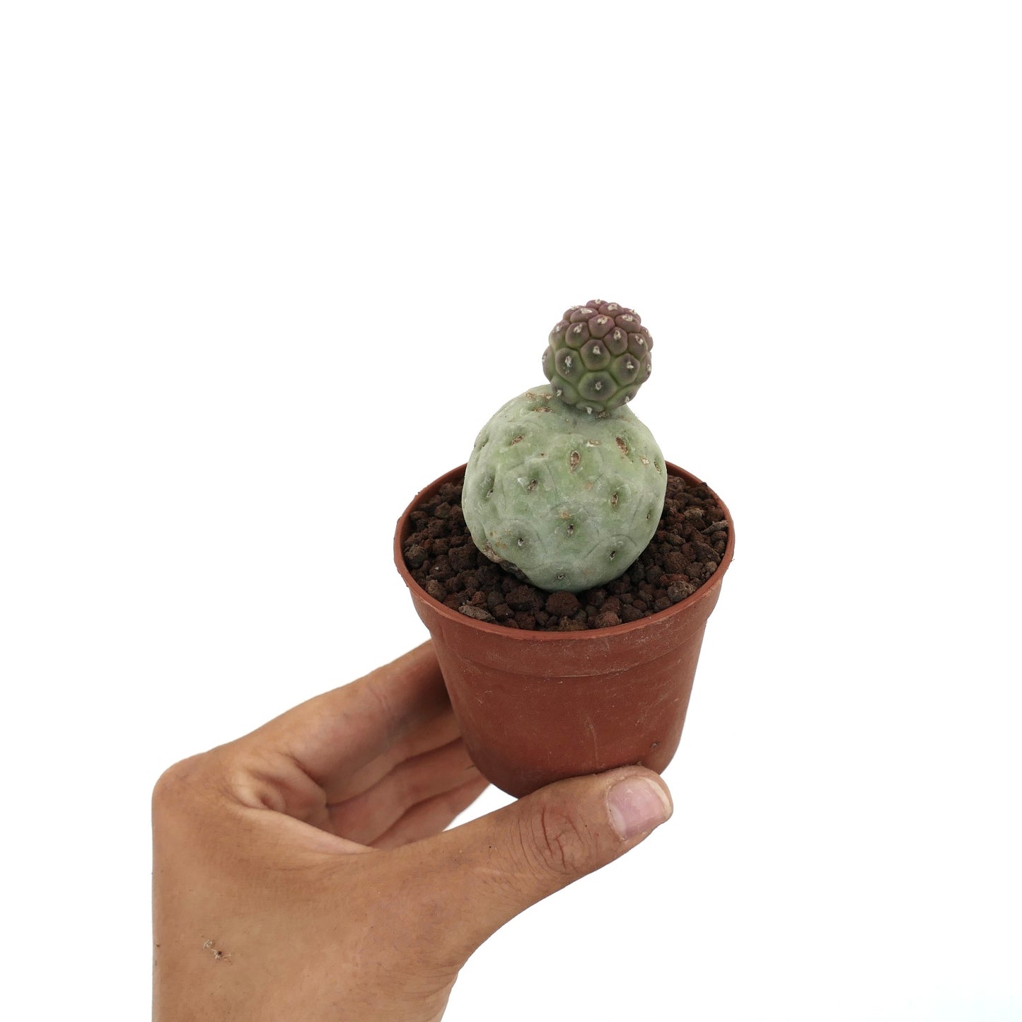 Tephrocactus geometricus rare succulent cactus with two rounded green and purple balls in pot