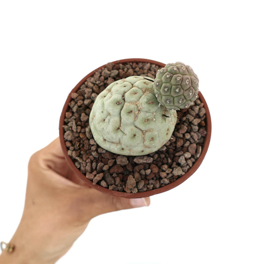 Tephrocactus geometricus sjelden sukkulent kaktus med to avrundede, teksturerte grønne stilker i potte