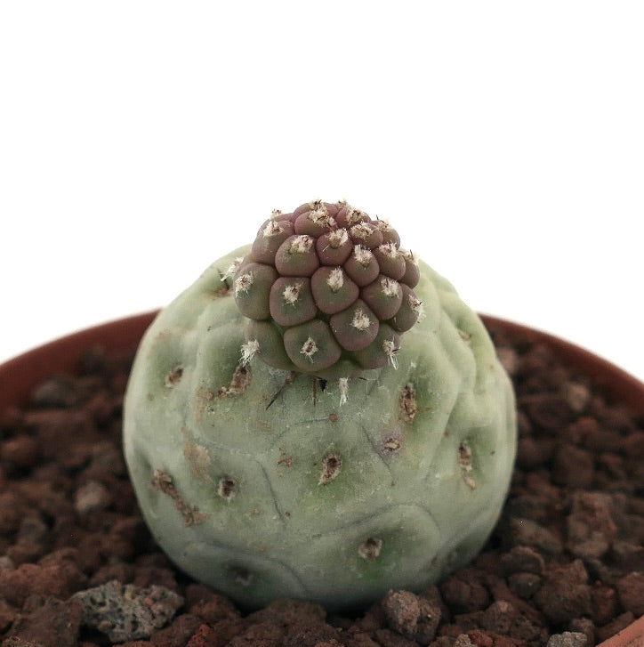 Tephrocactus geometricus rare succulent cactus with rounded segmented growth and small spines