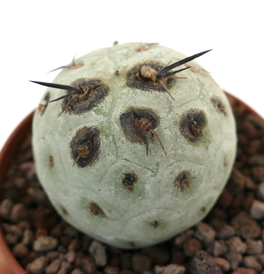 Tephrocactus geometricus sjelden sukkulent kaktus med svarte flekker og skarpe tagger i potte