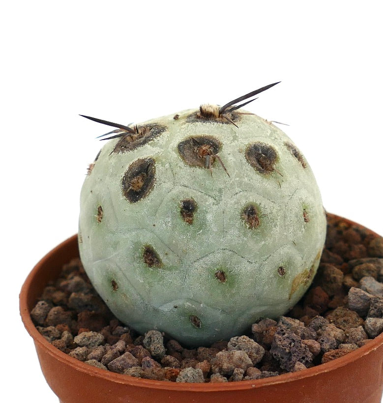 Tephrocactus geometricus raro cactus succulento con macchie nere e spine lunghe in vaso