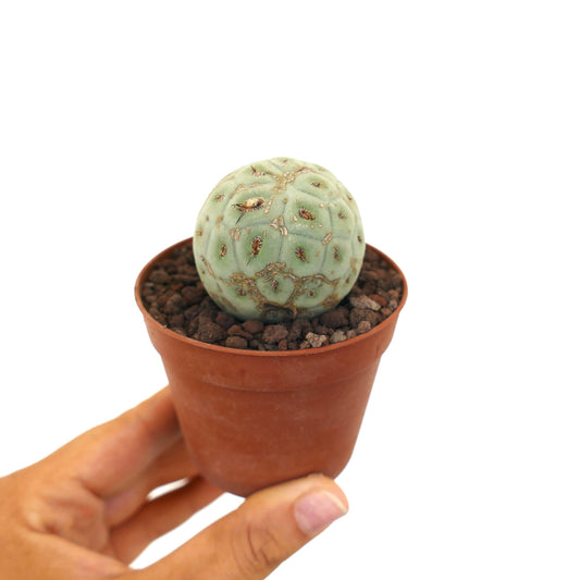 Tephrocactus geometricus liten rund sukkulent kaktus med symmetriske merker i potte