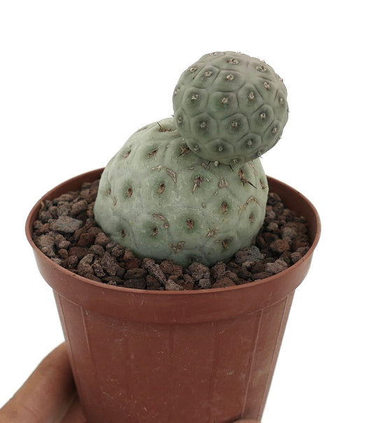 Tephrocactus geometricus sjelden sukkulent kaktus med to avrundede grønne stammer og små torner