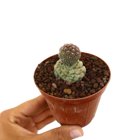 Tephrocactus geometricus raro cactus succulento con due distinti steli arrotondati in vaso