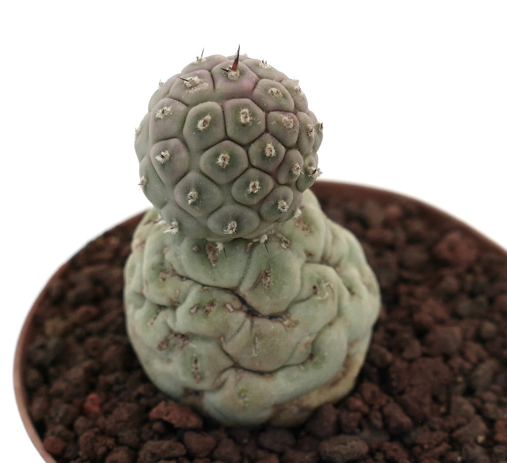 Tephrocactus geometricus sjelden sukkulent kaktus med to avrundede teksturerte stammer og små torner