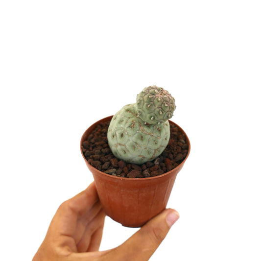Tephrocactus geometricus sjelden sukkulent kaktus med to avrundede grønne stammer i liten potte