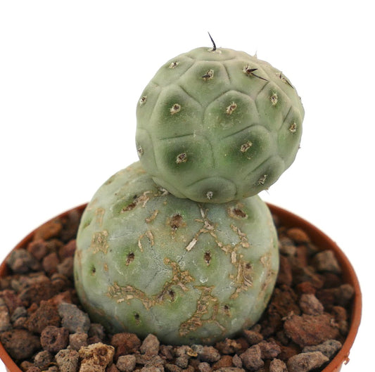 Tephrocactus geometricus raro cactus succulento con due fusti verdi arrotondati e piccole spine