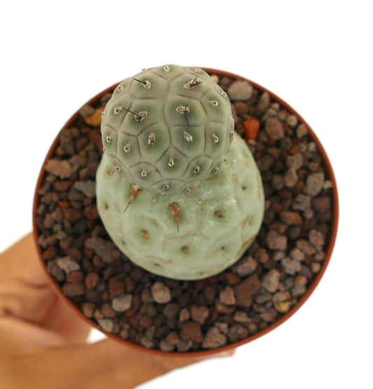 Tephrocactus geometricus sjelden sukkulent kaktus med to avrundede grønne segmenterte stammer og små pigger