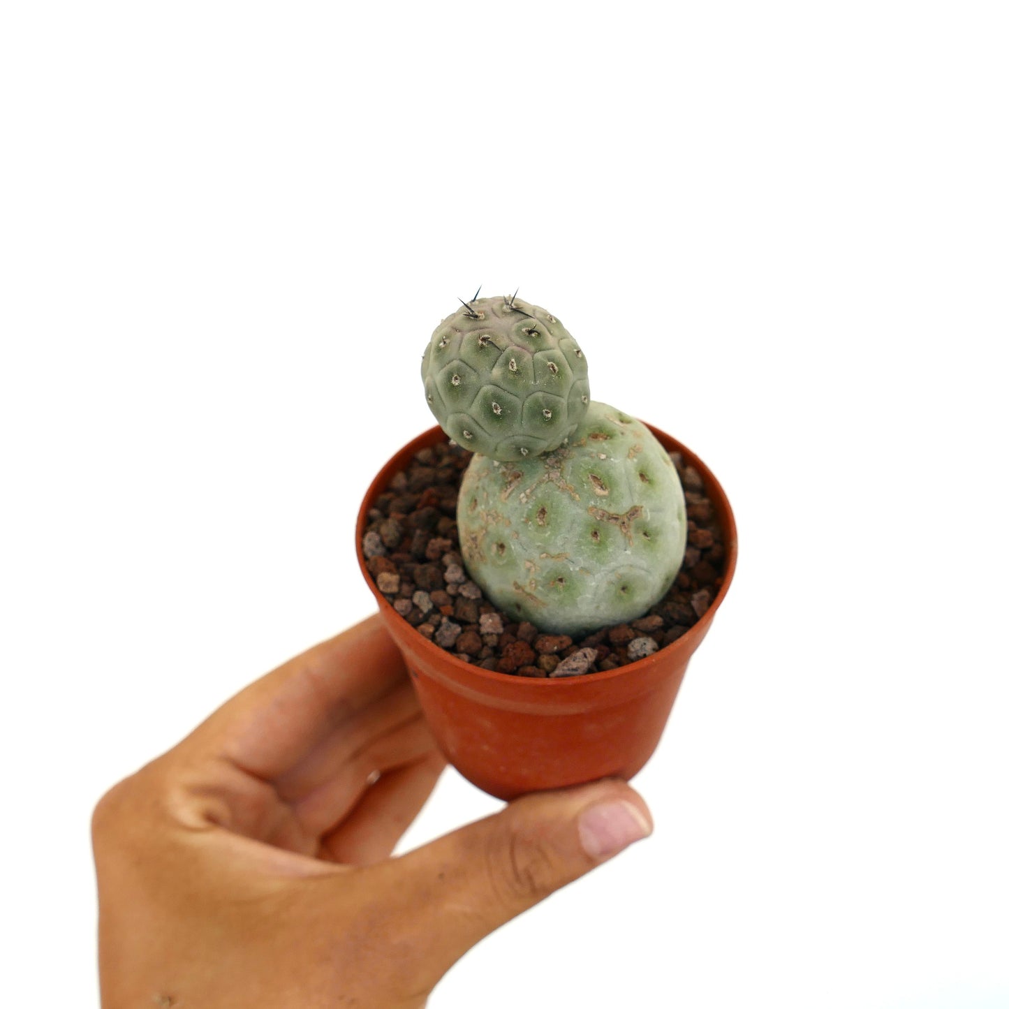 Tephrocactus geometricus liten sukkulent kaktus med to avrundede grønne segmenter og sparsomt med torner