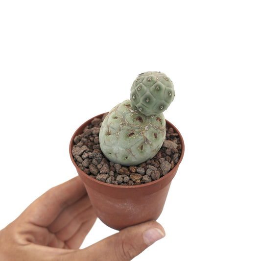 Tephrocactus geometricus raro cactus succulento con due fusti verdi arrotondati in vaso piccolo