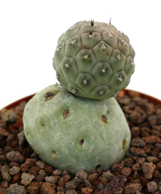 Tephrocactus geometricus raro cactus succulento con due fusti arrotondati verdi e piccole spine