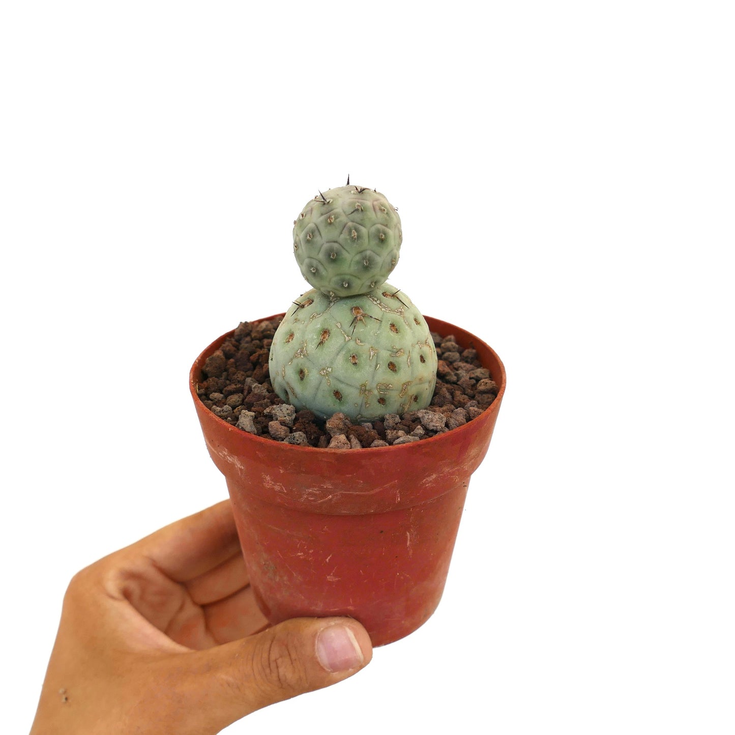 Tephrocactus geometricus sjelden sukkulent kaktus med to runde stammer og korte torner i potte