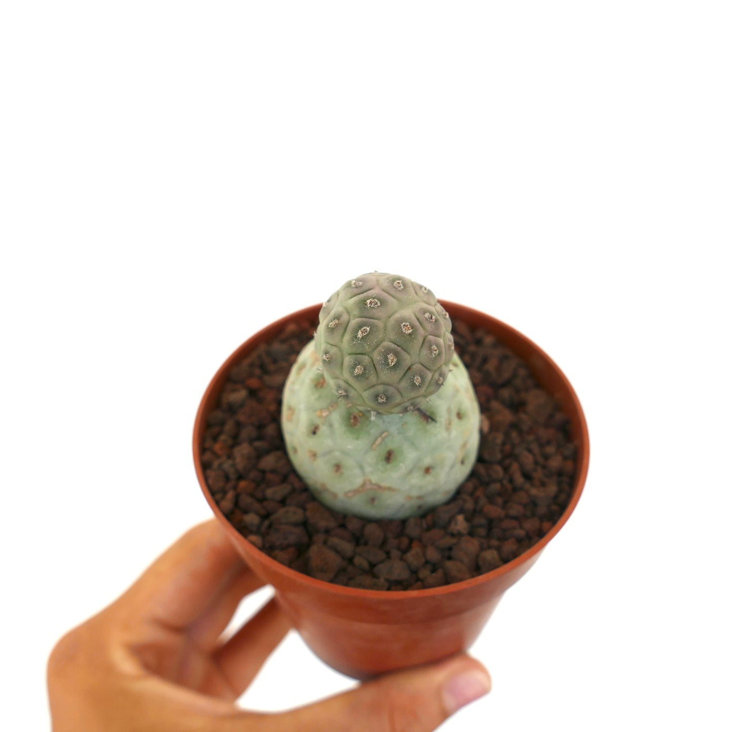 Tephrocactus geometricus rare succulent cactus with two globular green segments in pot