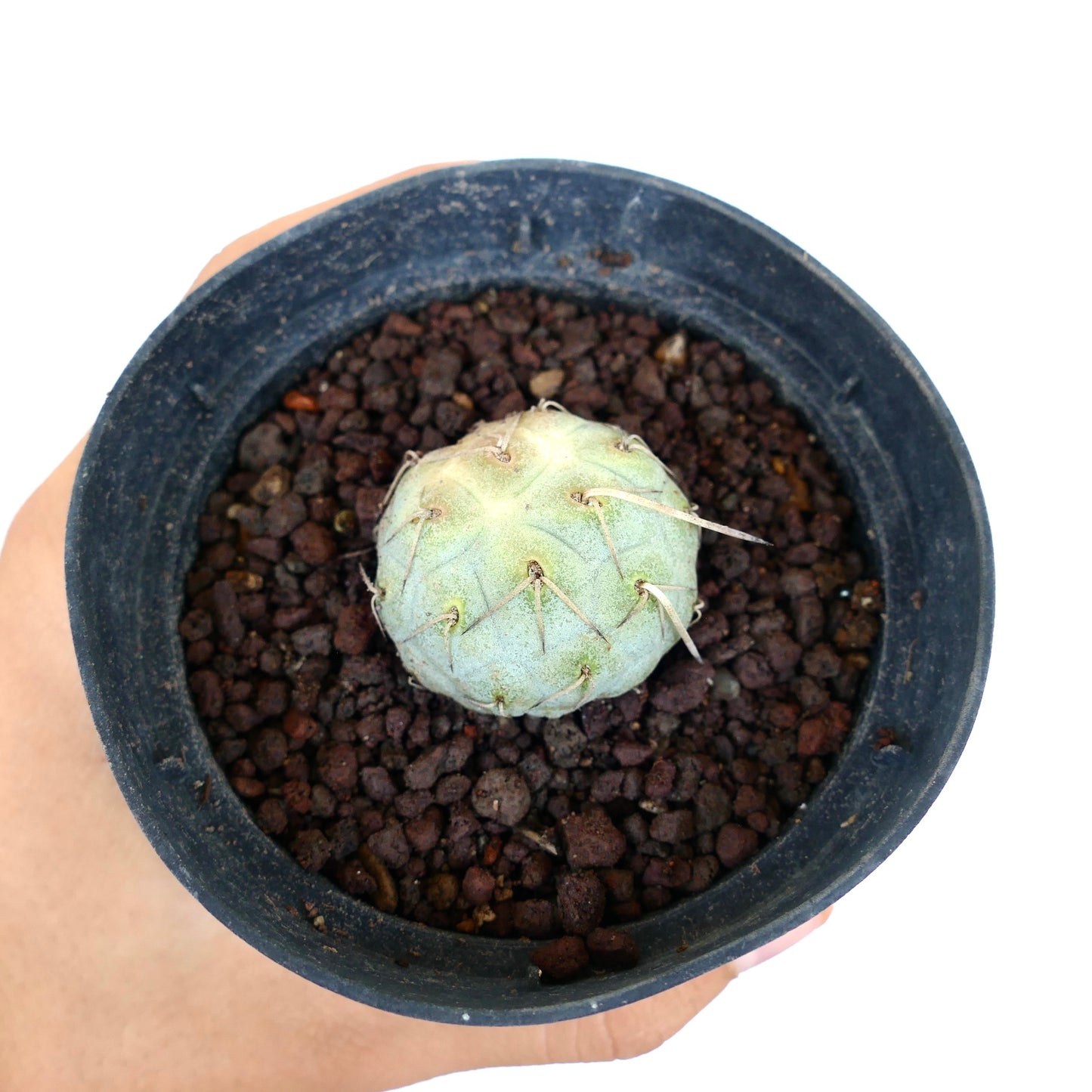 Tephrocactus geometricus small round succulent cactus with white spines in black pot