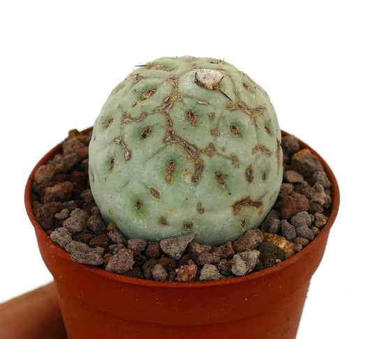 Tephrocactus geometricus raro cactus succulento dalla forma arrotondata e con segni marroni strutturati