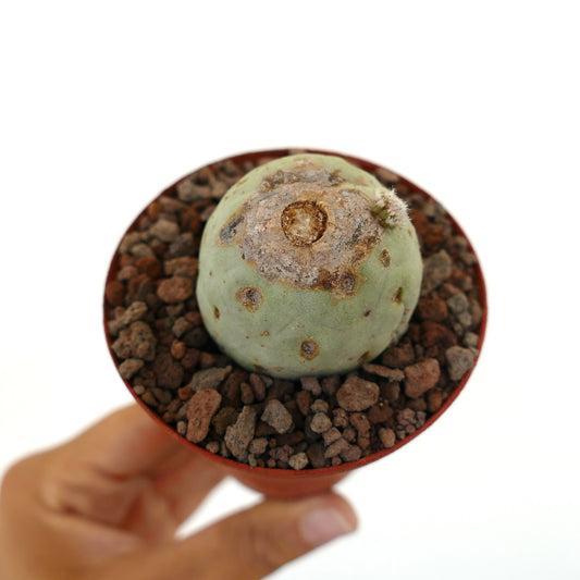 Tephrocactus geometricus liten rund sukkulent kaktus med brune teksturerte merker i potte