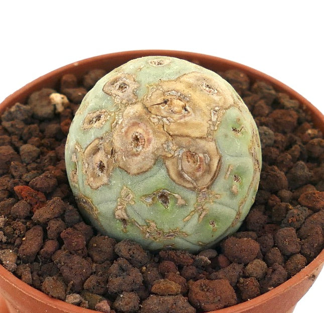 Tephrocactus geometricus raro cacto suculento com marcas texturizadas castanhas distintas