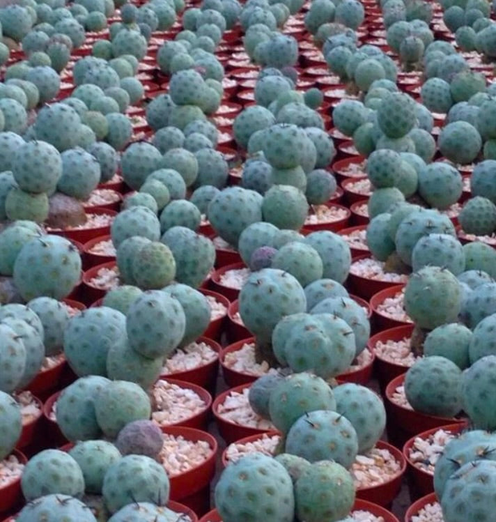 Tephrocactus geometricus kleiner blau-grüner, rhizombildender Sukkulenten-Kaktus mit Stacheln
