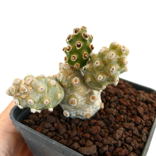 เทฟโฟแคร็กตัส โมลิเนนซิส กระบองเพชรอวบน้ำที่มีลำต้นแบ่งเป็นส่วนสีเขียวและแอรีโอลขนฟูในกระถาง