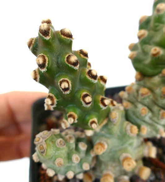 Tephrocactus molinensis vetplantencactus met gesegmenteerde groene stengels en zachte areolen