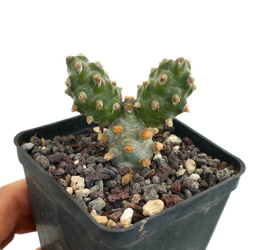Tephrocactus molinensis kleine vetplant cactus met groene segmenten en donzige areolen in zwarte pot
