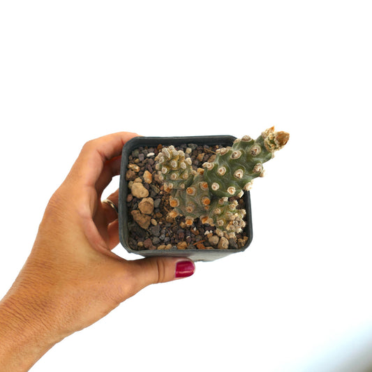 เทฟโฟแครคตัส โมลิเนนซิส กระบองเพชรอวบน้ำน้อยขนาดเล็ก มีลำต้นสีเขียวเรียงชิดพร้อมแอรีโอลเละขนปุยในกระถาง