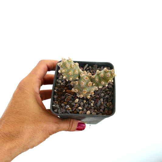 เทฟโรแคคตัส โมลิเนนซิส กระบองเพชรเนื้ออวบน้ำขนาดเล็ก มีส่วนโค้งมนสีเขียวและจุดขาวในกระถาง