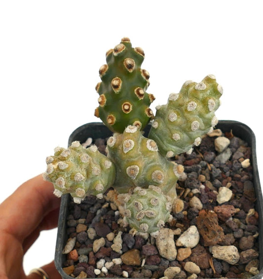 เตฟโฟแครคตัส โมลิเนนซิส กระบองเพชรอวบน้ำที่มีลำต้นสีเขียวแยกเป็นข้อช่อกลุ่มและมีแอรีโอลขนาดเล็ก