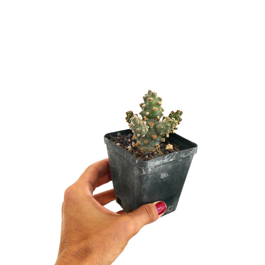 เทฟโรแคคตัส โมลิเนนซิส ตะบองเพชรอวบน้ำขนาดเล็ก มีหน่วยกลมสีเขียวและตุ่มหนามสีน้ำตาลในกระถางสีดำ