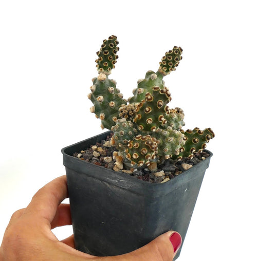 Tephrocactus molinensis kleine groene cactus met afgeronde segmenten en bruine areolen in zwarte pot