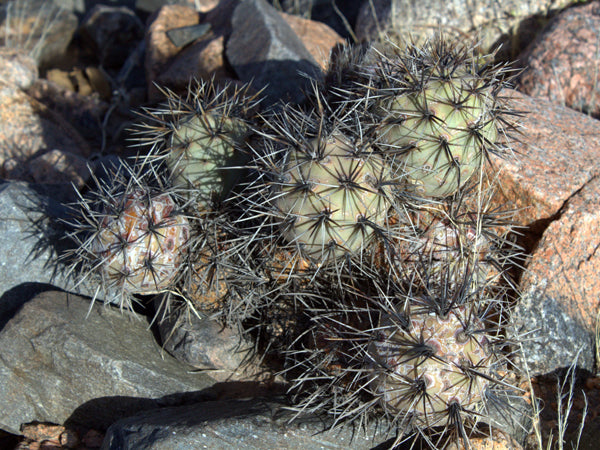Tephrocactus sp. TASTIL succulent cactus with dense long dark spines on rocky ground