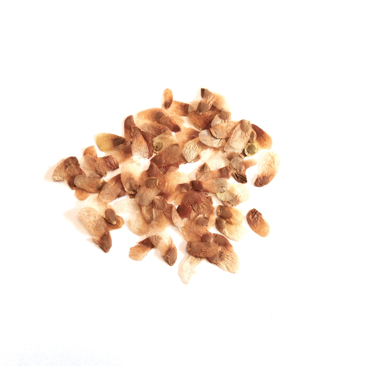 Testudinaria elephantipes zaden met papieren vleugels voor het vermeerderen van succulenten