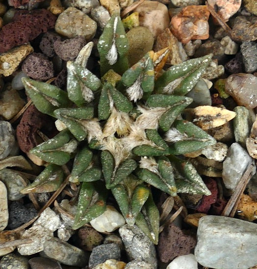 Ariocarpus kotschoubeyanus var. macdowelli rare succulent cactus with woolly areoles and pointed tubercles