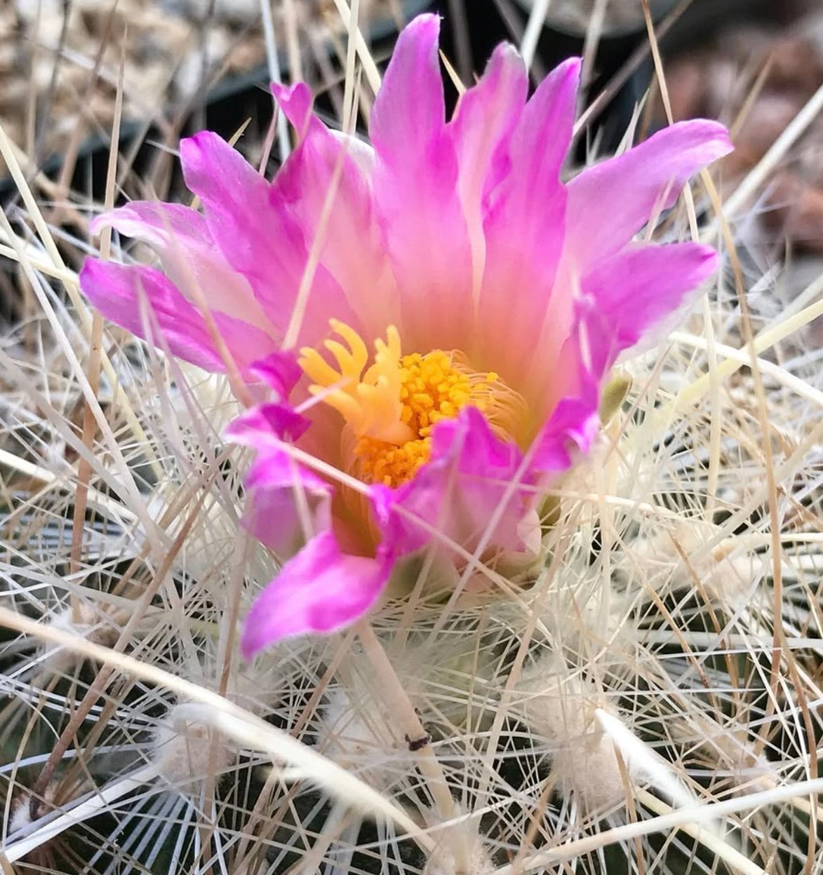 Semi di Thelocactus argenteus