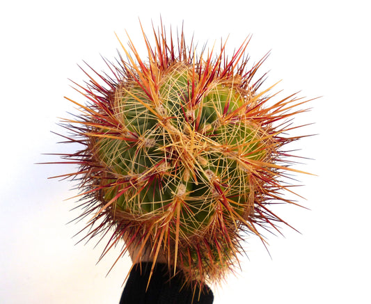 Thelocactus bicolor succulent cactus with dense long reddish and yellow spines close-up