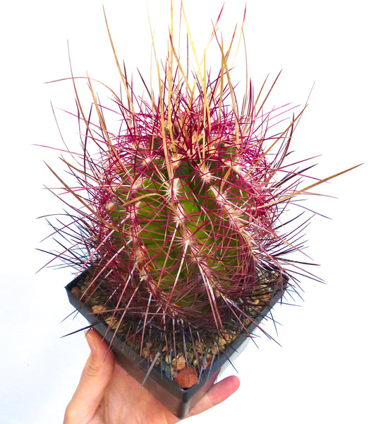 Semi di Thelocactus bicolor var. pottsii