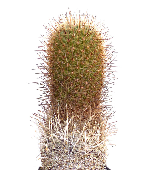 Semi di Thelocactus conothelos