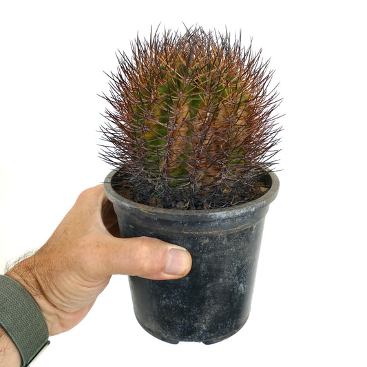 Thelocactus esmeraldana cactus with dense long dark spines in black nursery pot