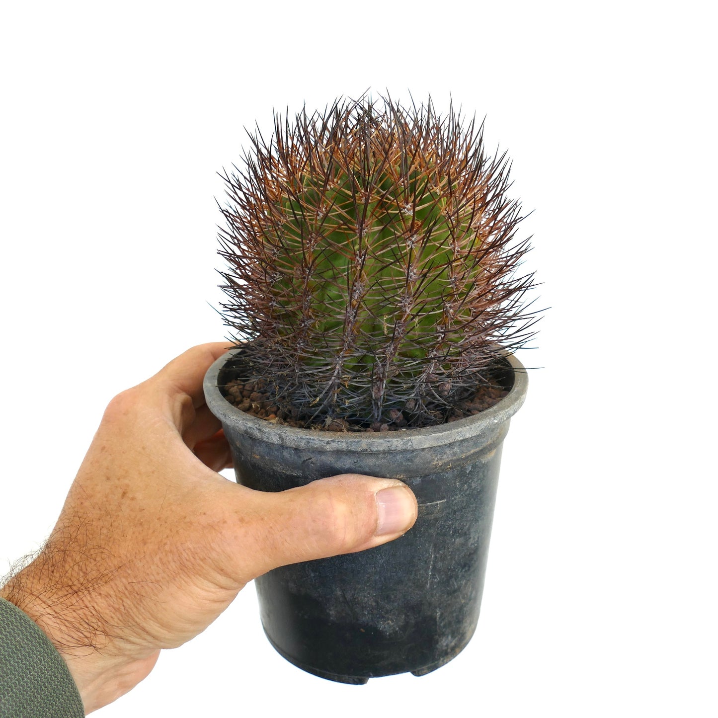 Thelocactus esmeraldana cactus with dense long brown spines in black plastic pot held by hand