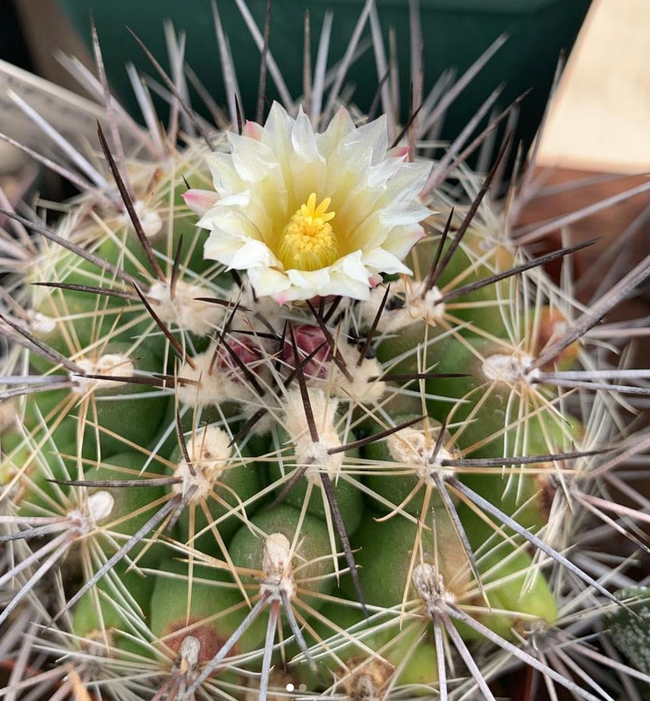 Semi di Thelocactus garciae