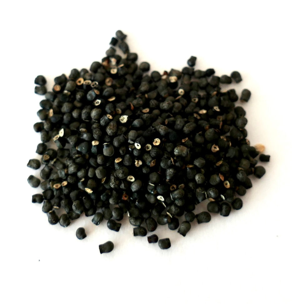 About 200 small black seeds of Thelocactus heterochromus