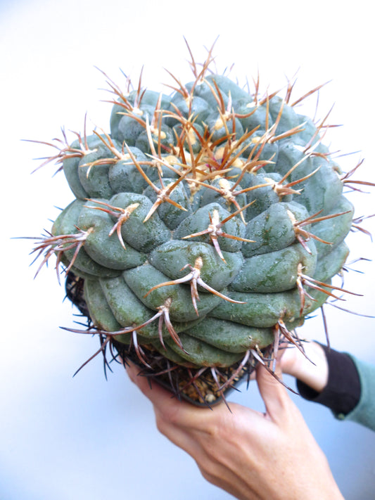 Thelocactus hexaedrophorus succulent cactus with thick ribs and long brown spines specimen