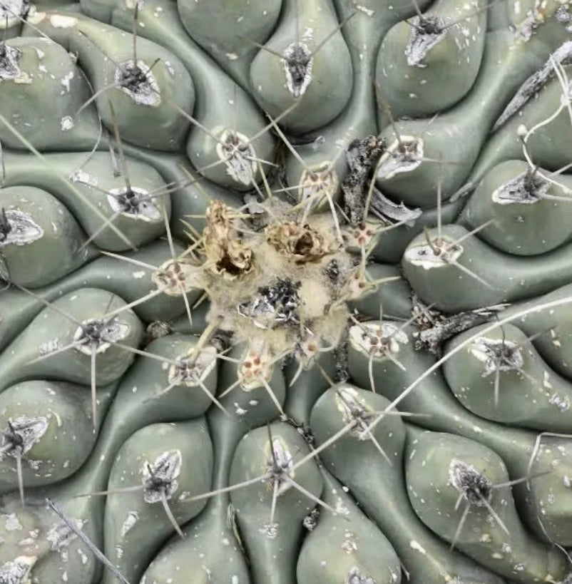Thelocactus hintonii raro cactus suculento con tubérculos gruesos y espinas largas primer plano