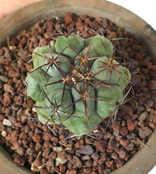 Thelocactus hexaedrophorus var. droegeanus green cactus with prominent long reddish spines in pot